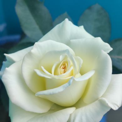 AB Ruhul Amin Profile Picture