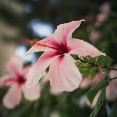 adam dk Profile Picture