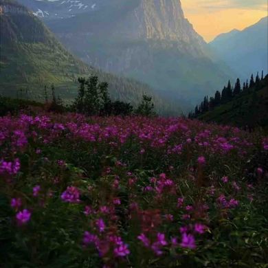 Ssssaaaafiii Mamaeva