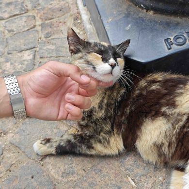 Salim hybriid Profile Picture