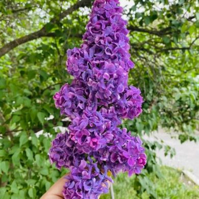 Елена Муслима Profile Picture