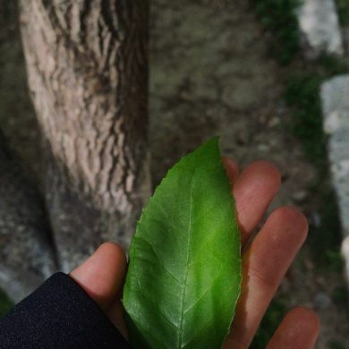 avvoha avvoha Profile Picture