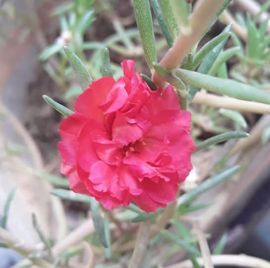 Mariya Jannat Profile Picture