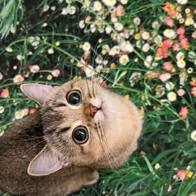 Khouloud bassour Profile Picture