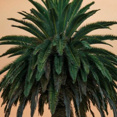 MURAT KERTIEV Financ