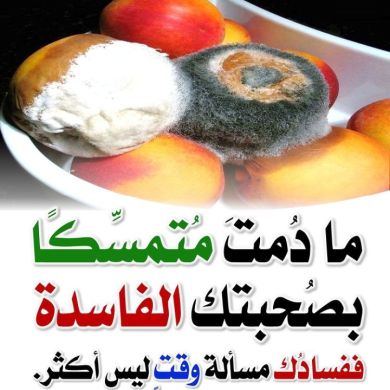 أبو محمد بن محمد