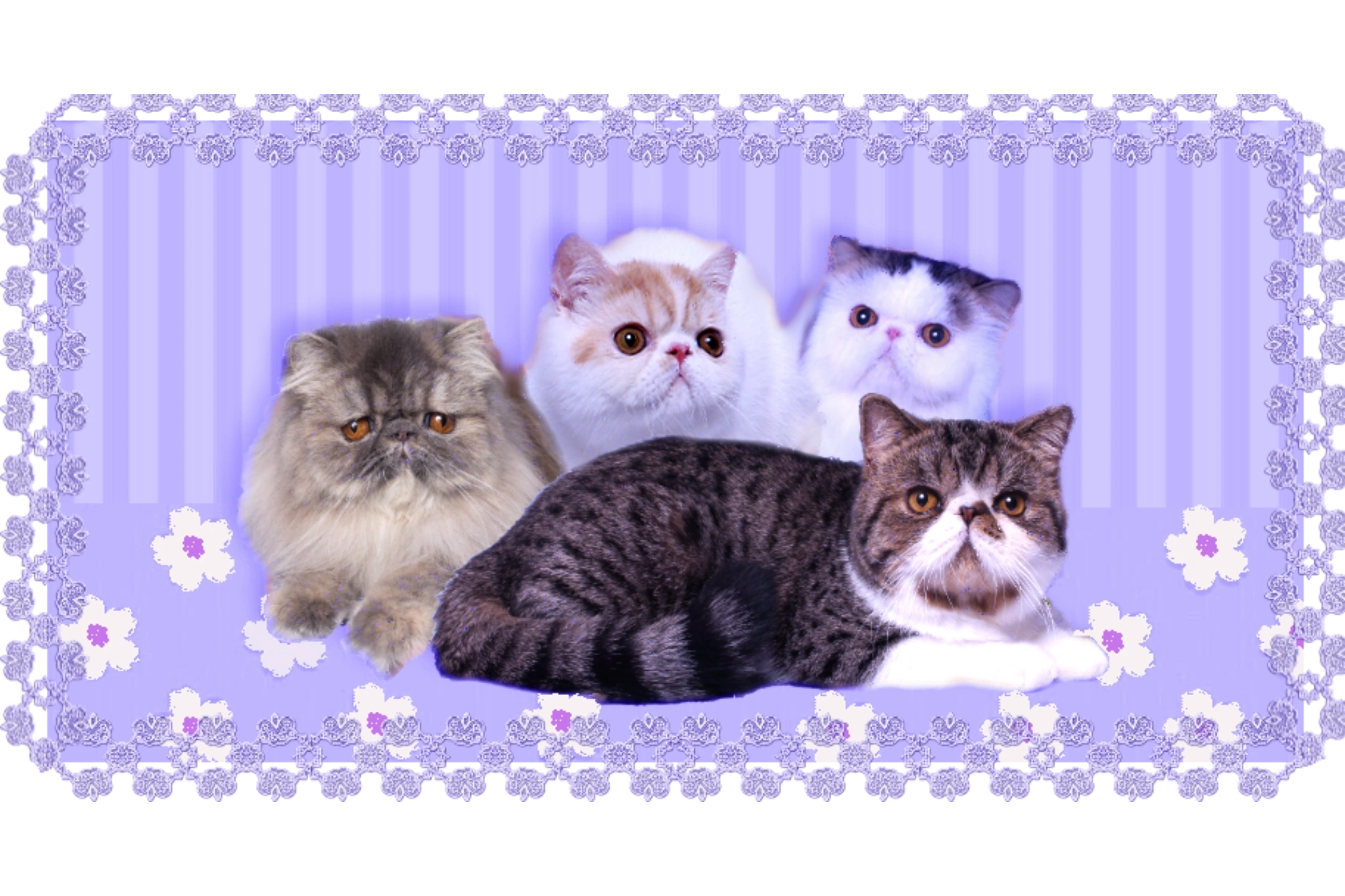 Exotic Cats for Sale in Indiana | Carismatic Cattery Breeders