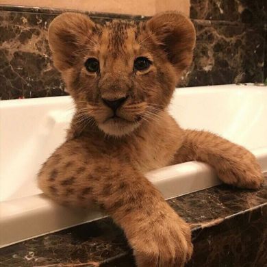 Ibrakhim Ibrash Profile Picture