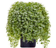 ДИХОНДРА: купить саженцы дихондры почтой в Одессе, Киеве и Украине | Agro-Market