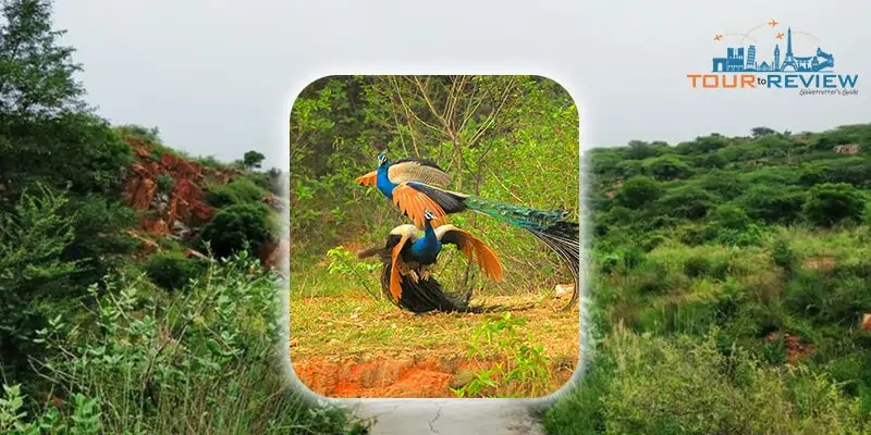 Aravalli Biodiversity Park – Nature Trails & Wildlife