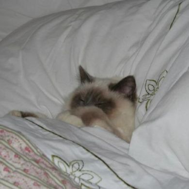 Raqqa A Profile Picture