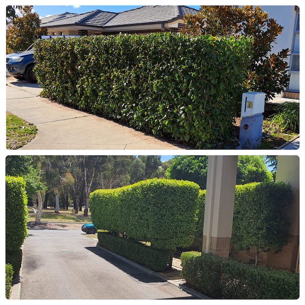 Gardening Services in Canberra | Garden Maintenance Services