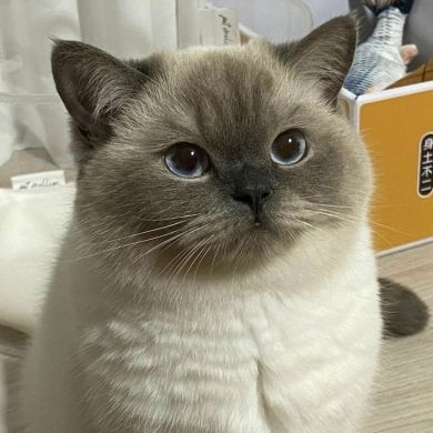 Шери Ахтамов