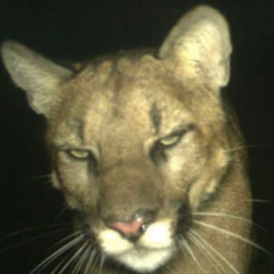 Anas Ninja Profile Picture