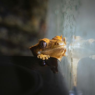 Henry Moon Profile Picture