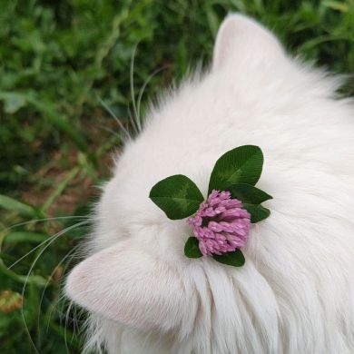 raghad mahmoud Profile Picture