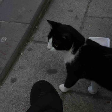 İman dagestani Profile Picture