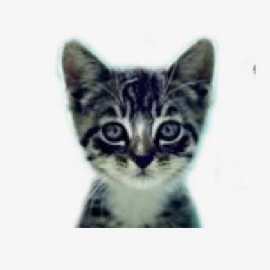 We Love Cats and Kittens