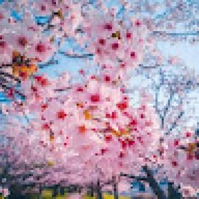 Regina Gatiyatova Profile Picture