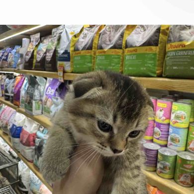 محمد أبو عبيدالله