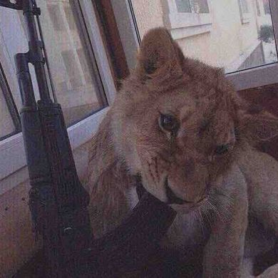 أبو حمزة Profile Picture