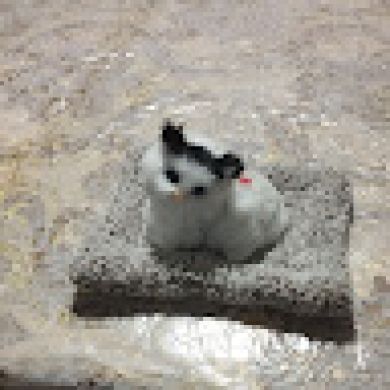 Abdurrofiy Qamariddinov