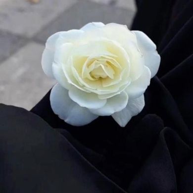 bint satar Profile Picture