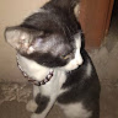 Mohammed Abdul saboor