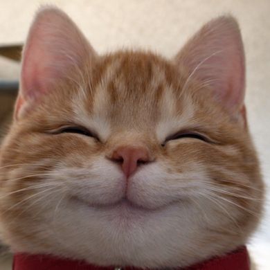 Adiba Aminova Profile Picture