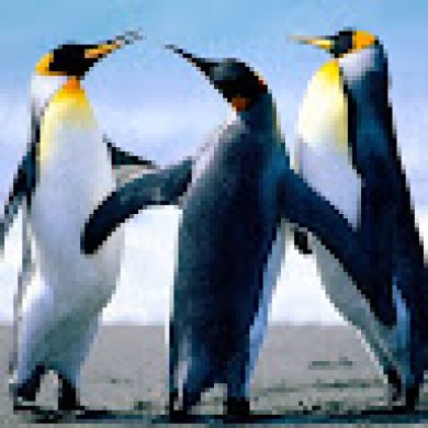 Максат Алиев