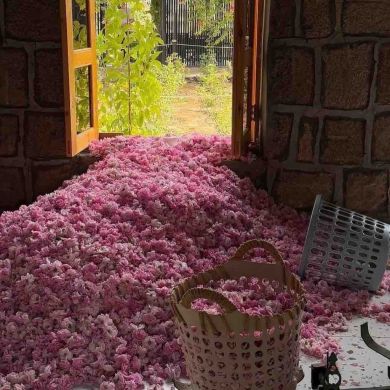 بنت مقصد Profile Picture